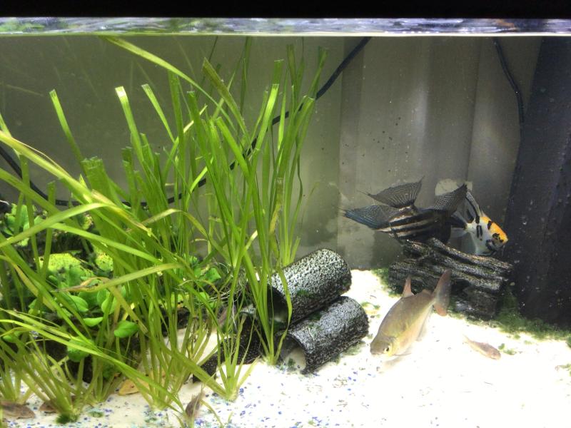 Complete Fish Tank with fish including all accessories