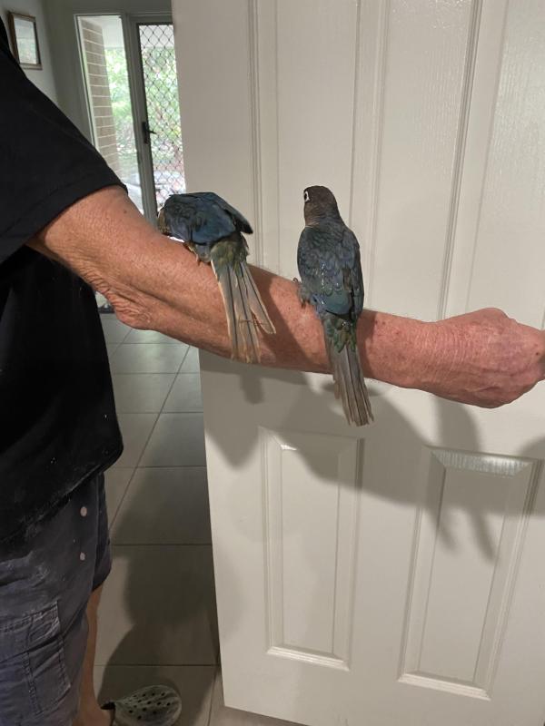 H/ raised violet green cheeked conures for pets