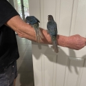 H/ raised violet green cheeked conures for pets