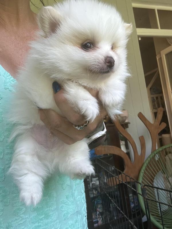 Tiny Pomeranian beaver Parti colour pups