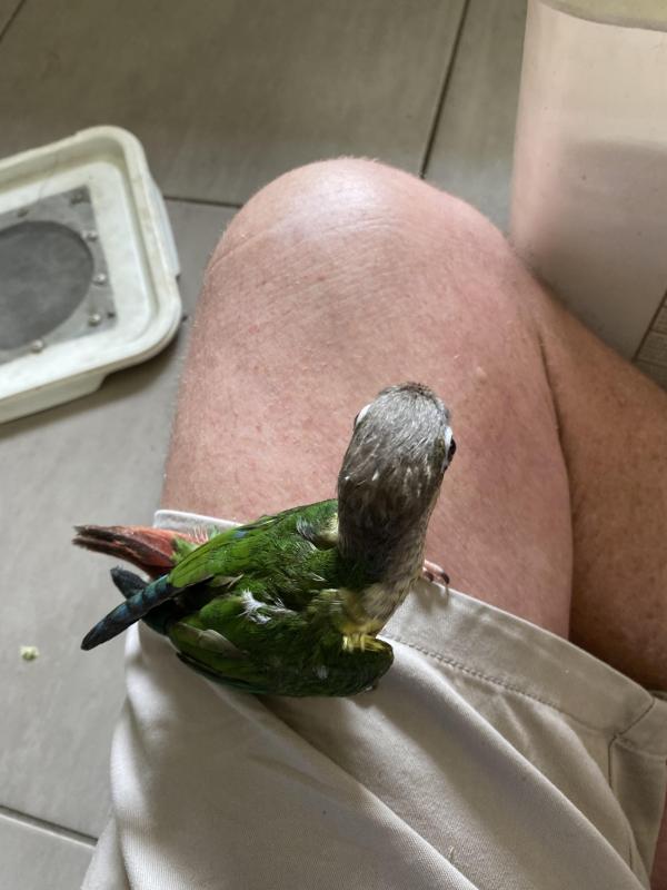 H/ raised turquoise pineapple and yellow sided green cheeks