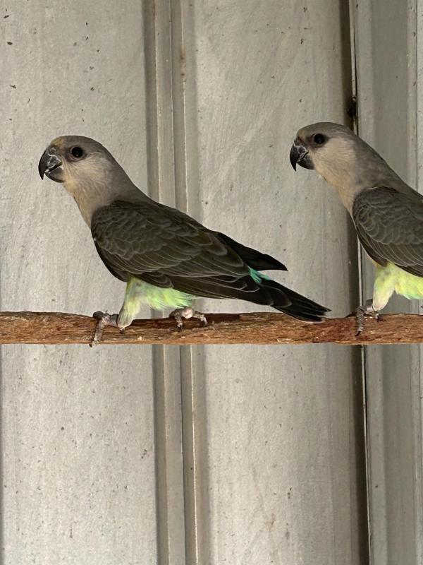 RED BELLIED PARROTS