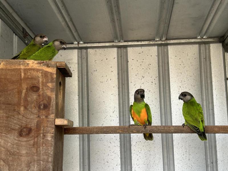 SENEGAL PARROTS