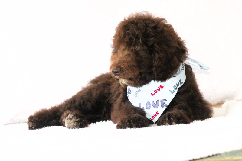 Bordoodle - DNA Clear