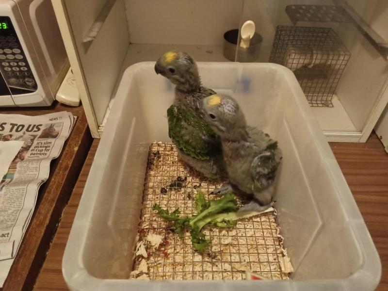 Yellow crown amazons