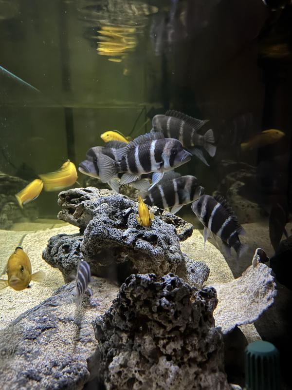 Frontosa Burundi (6 bar) Breeding colony