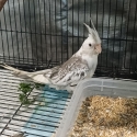 Whiteface Cockatiels