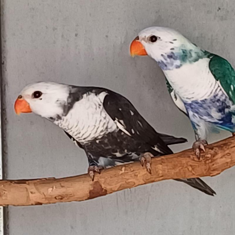Blue Rainbow Lorikeets