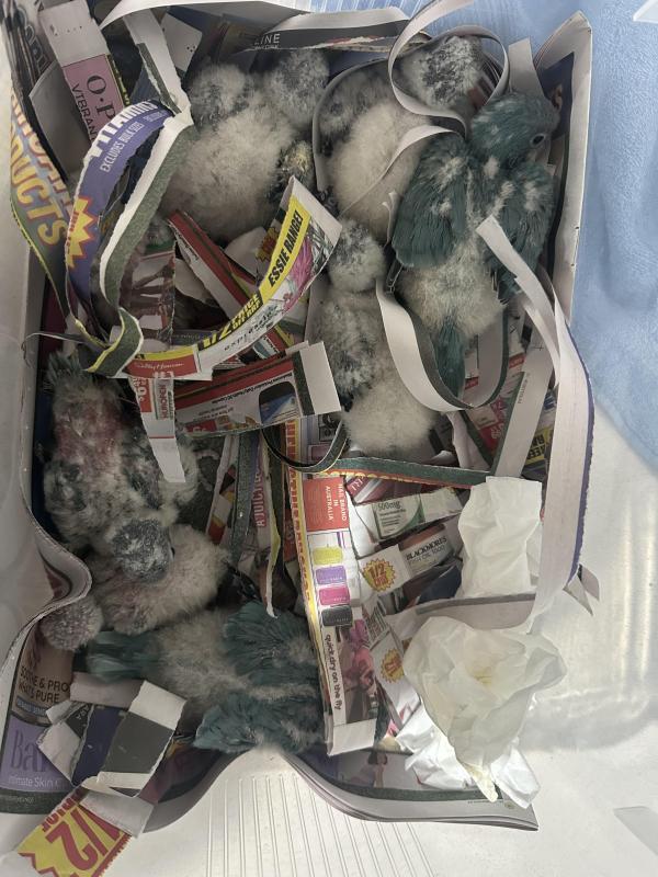 Quaker chicks for handraising