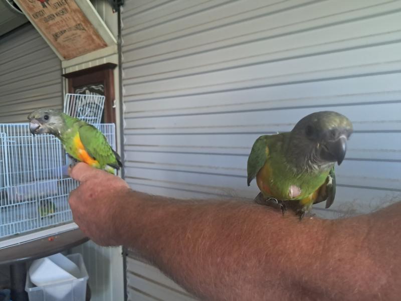 Handraised Senegal Parrots