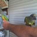 Handraised Senegal Parrots