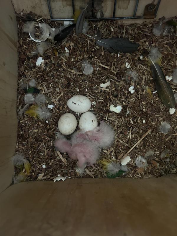White Bellied Caiques