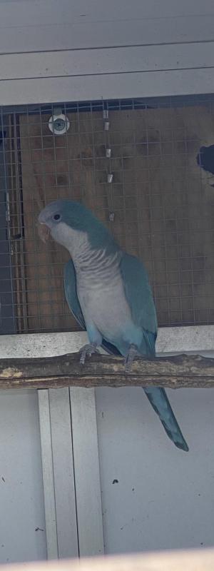 Double split Quaker cock