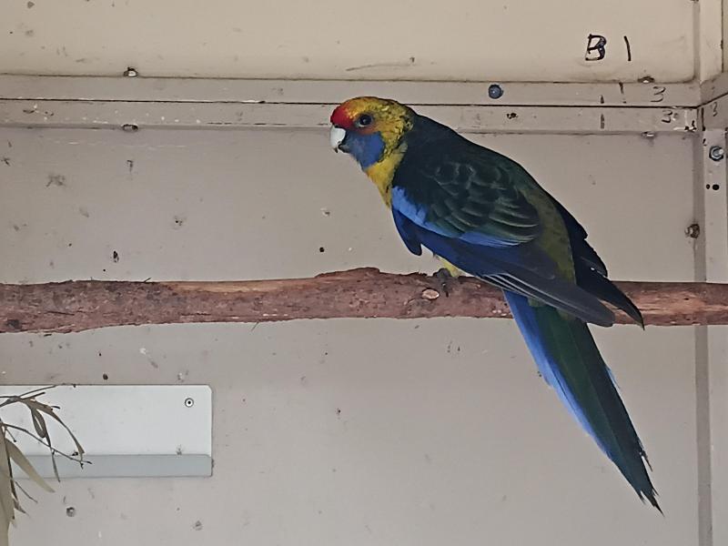 Tassie green cock, regents, blue wing cock, pictorellas