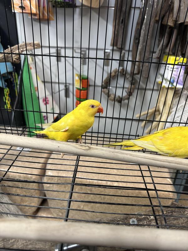 Breeding pair lutino scaly breasted lorikeets