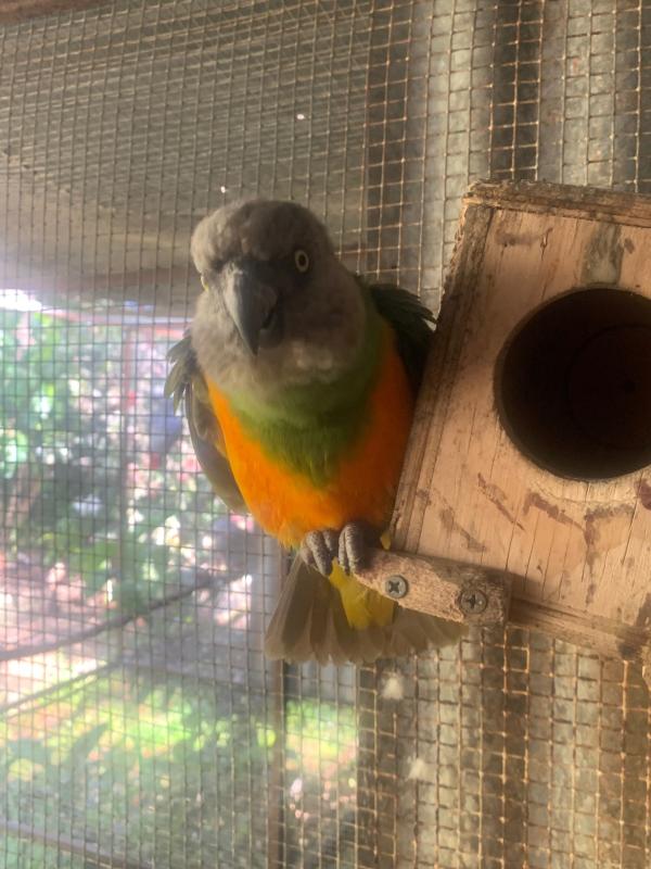 Breeder Clearance - Sth Americans & African parrots.