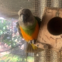 Breeder Clearance - Sth Americans & African parrots.