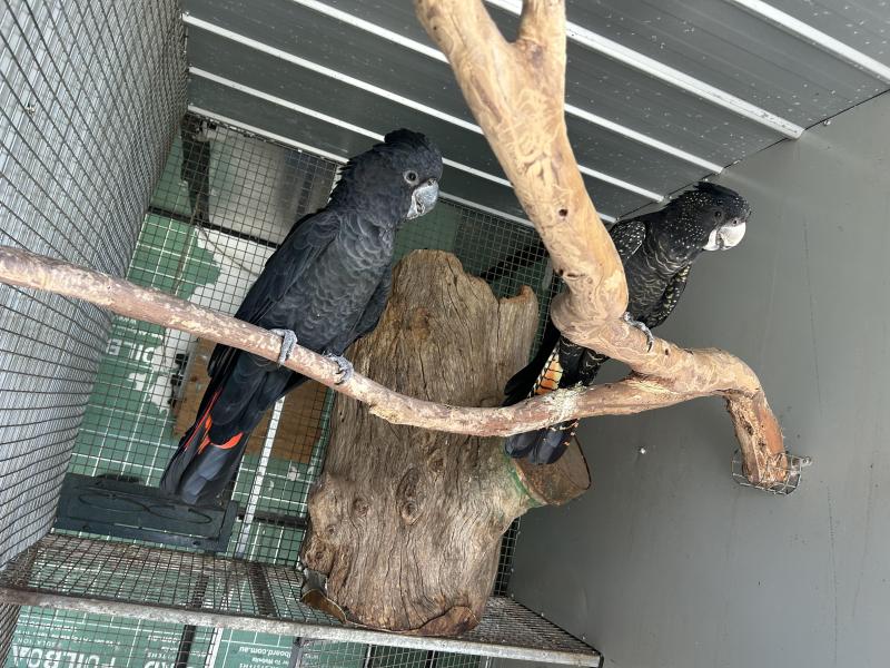 Red tail black cockatoo