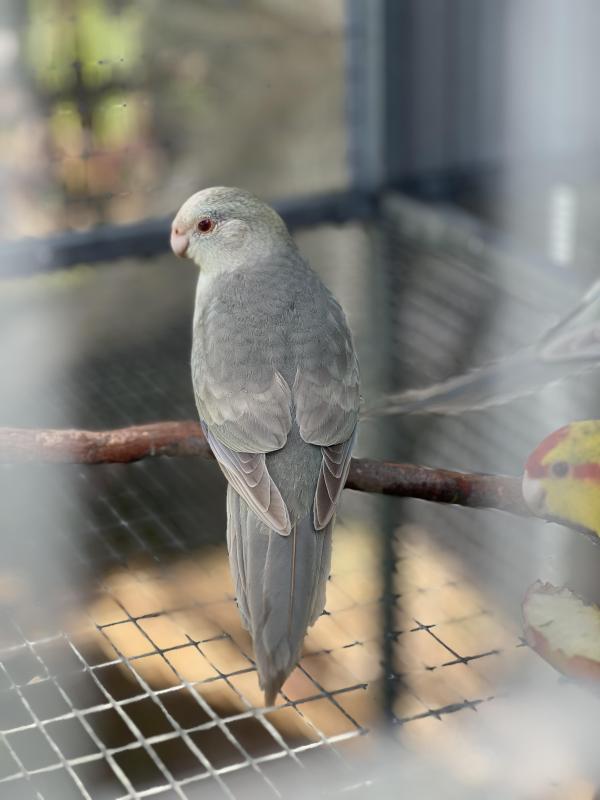Fallow Blue Kakariki mutations