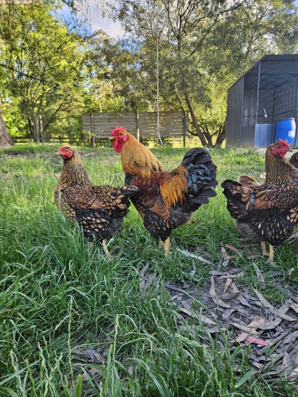 Goldenlaced wyandottes, salmon faverolles and jumbo jap quail