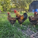 Goldenlaced wyandottes, salmon faverolles and jumbo jap quail