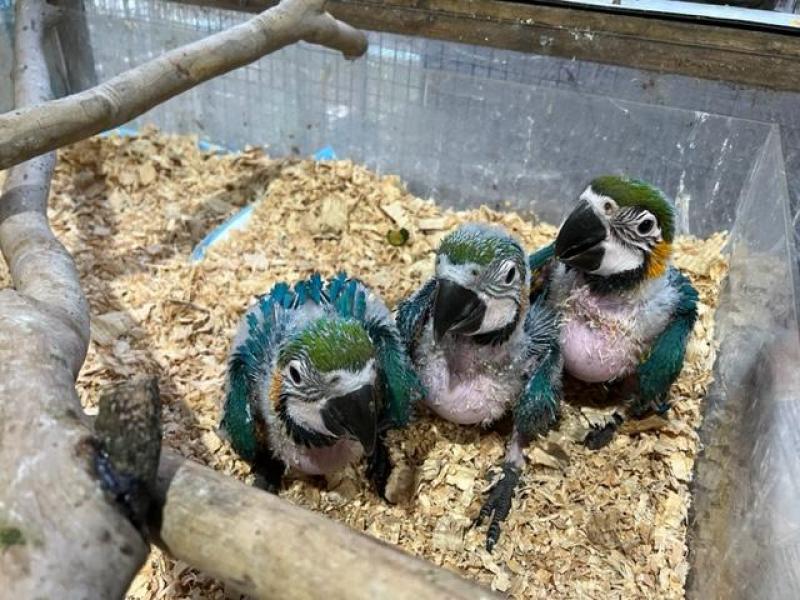 Blue and Glod Macaws babys