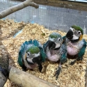 Blue and Glod Macaws babys