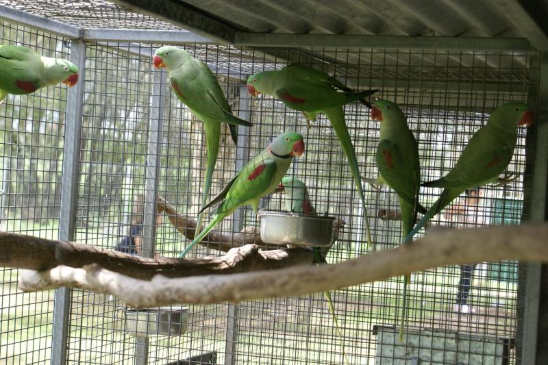 Alexandrine for hand raising very big babys