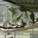 Alexandrine for hand raising very big babys