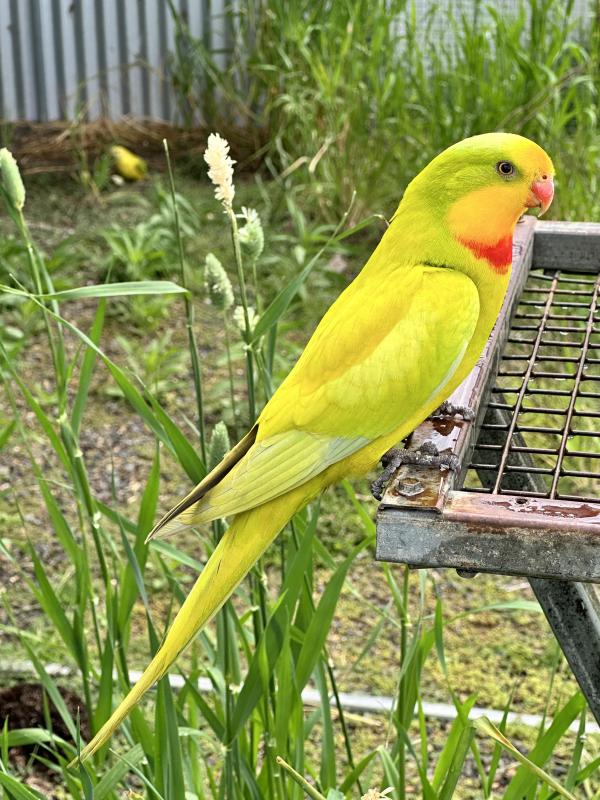 Dilute Superb Parrots