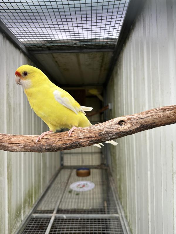 Lutino Yellow Rosella project