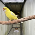 Lutino Yellow Rosella project