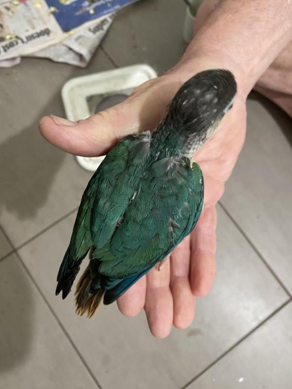H/raised turquoise male green cheek for a pet