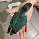 H/raised turquoise male green cheek for a pet