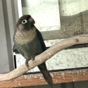 DFVT Green Cheek Conure