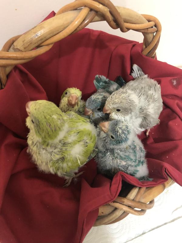 Hand Reared Quakers & Conures