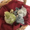 Hand Reared Quakers & Conures