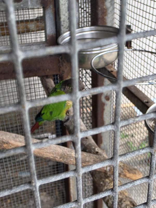 green cheek conure