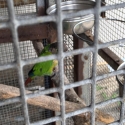 green cheek conure