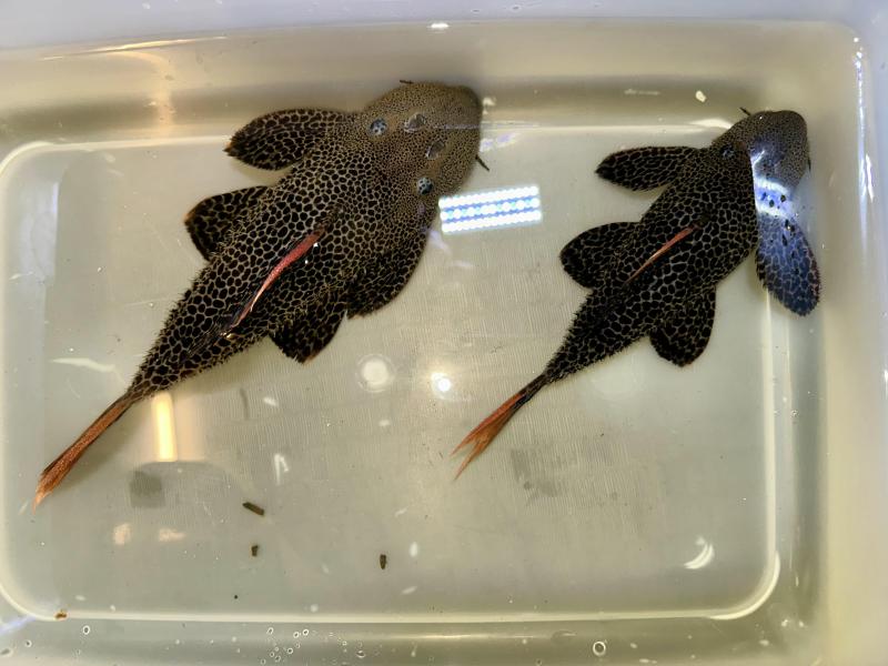 Pair L600 cactus plecos