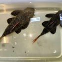 Pair L600 cactus plecos