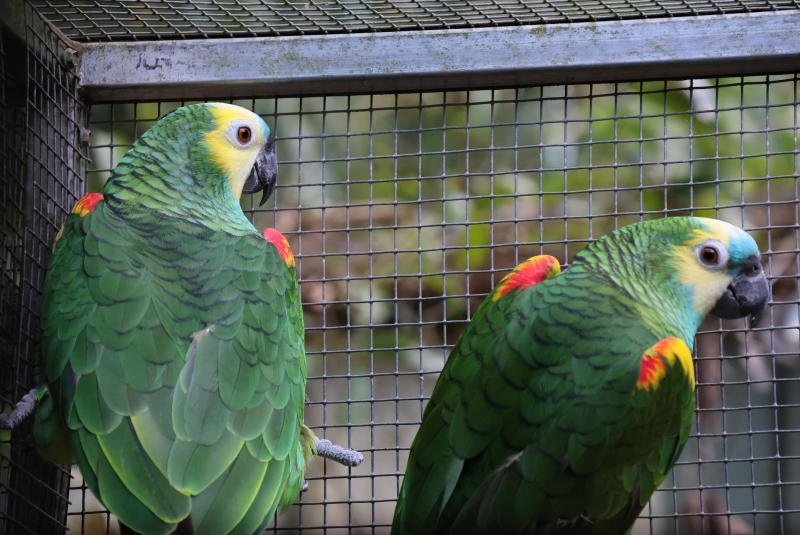 Yellow  Winged Amazon pairs for sale