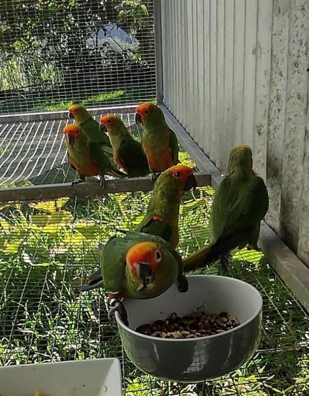 Gold Capped Conures