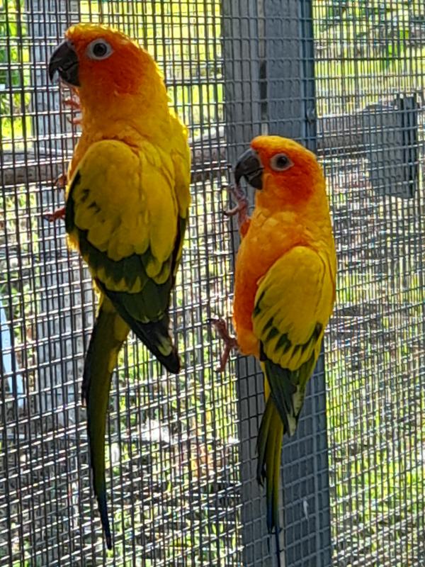 BONDED PAIR OF SUN CONURES
