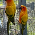 BONDED PAIR OF SUN CONURES