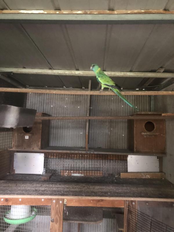 Cluncurry Parrot for sale or swap