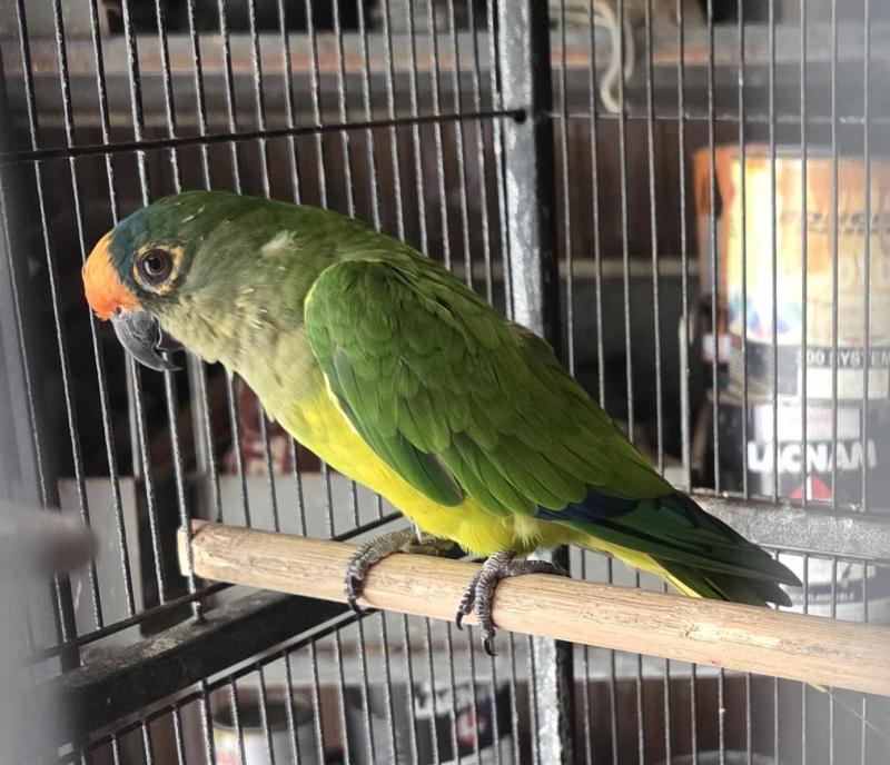 Peach Front Conure