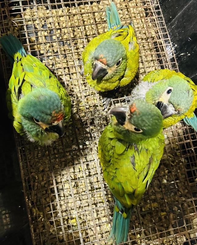 Handreared Illigers Macaws