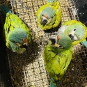 Handreared Illigers Macaws