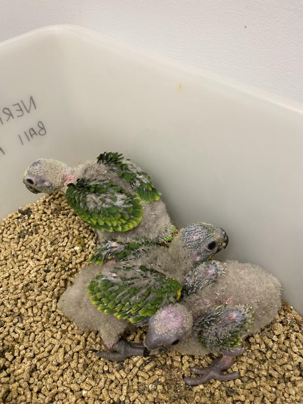 3x Blue Fronted Amazon Babies 3-4 weeks old
